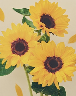 Bright Sunflower ブライトサンフラワー
