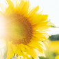 Bright Sunflower 花