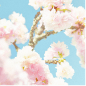 Cherry Blossom 花