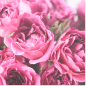 French Rose 花