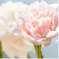 Fresh Peony 花