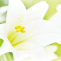 Muse of Lily 花