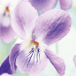 Pure Violet 花