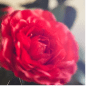 Rich Camellia 花