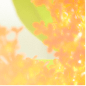 Sweet Osmanthus 花