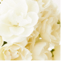 White Rose 花