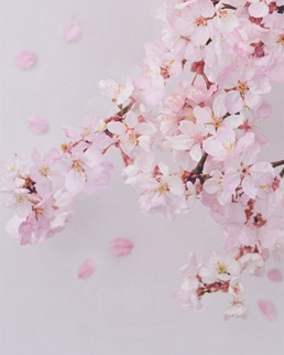 Cherry Blossom チェリーブロッサム