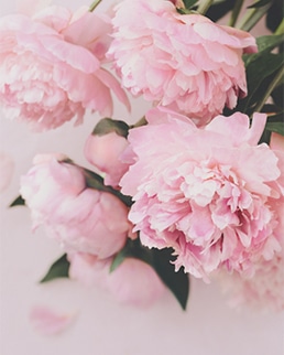Fresh Peony フレッシュピオニー