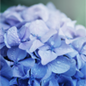 Blue Hydrangea 花