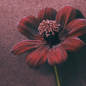 Chocolate Cosmos 花