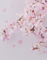 Cherry Blossom 花