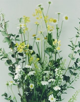 Floral Green 花