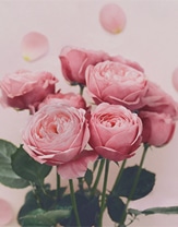 French Rose 花