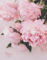 Fresh Peony 花