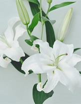 Muse of Lily 花