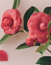 Rich Camellia 花