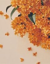 Sweet Osmanthus 花