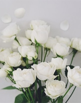 White Rose 花