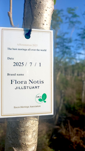 モリンガの植樹イメージ