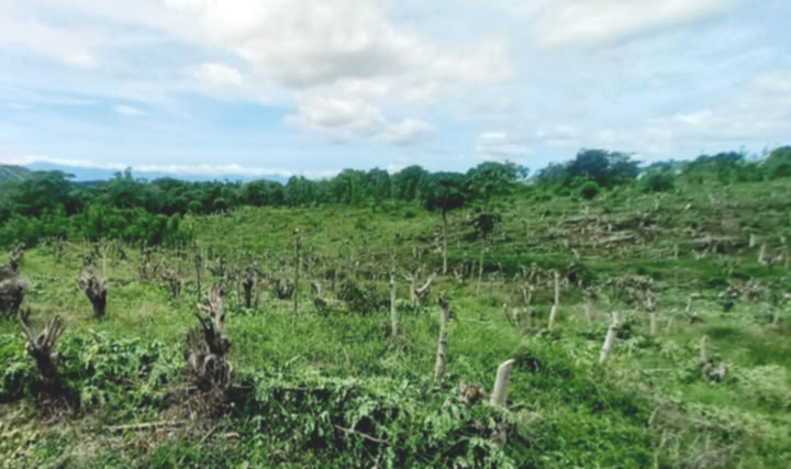 モリンガの植樹イメージ