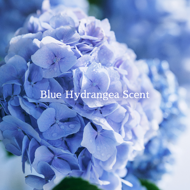 Blue Hydrangea Scent