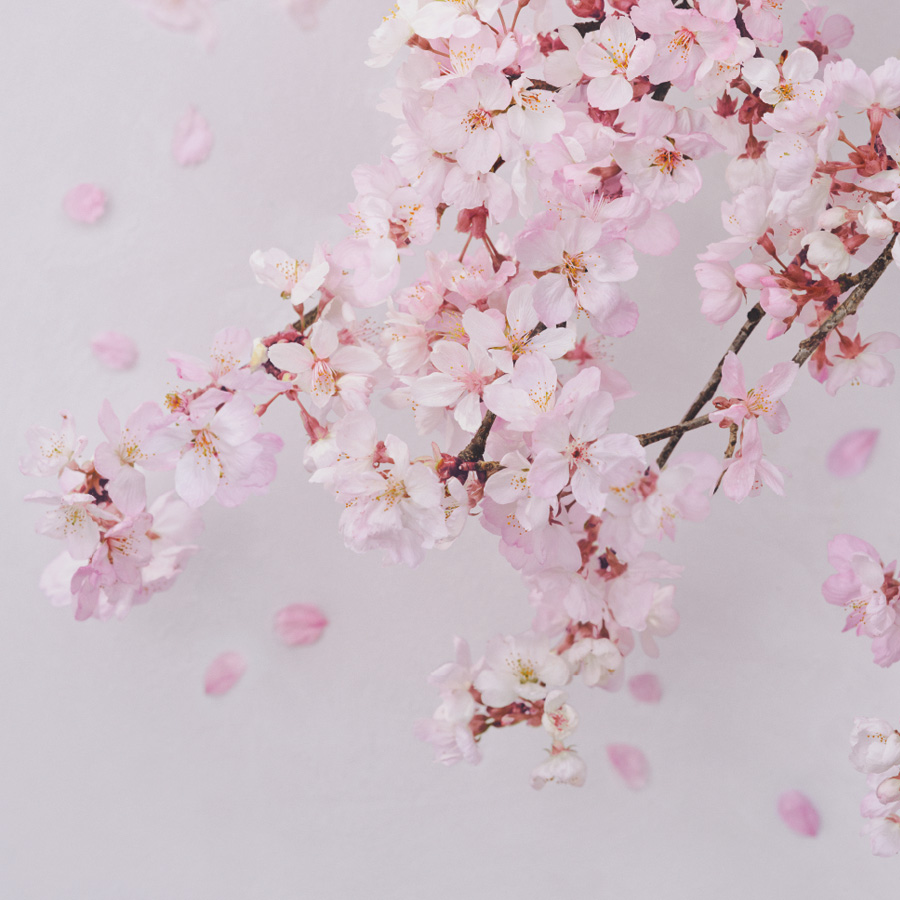 Cherry Blossom