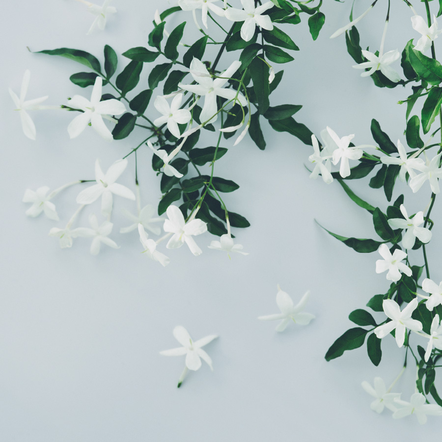 Sensual Jasmine
