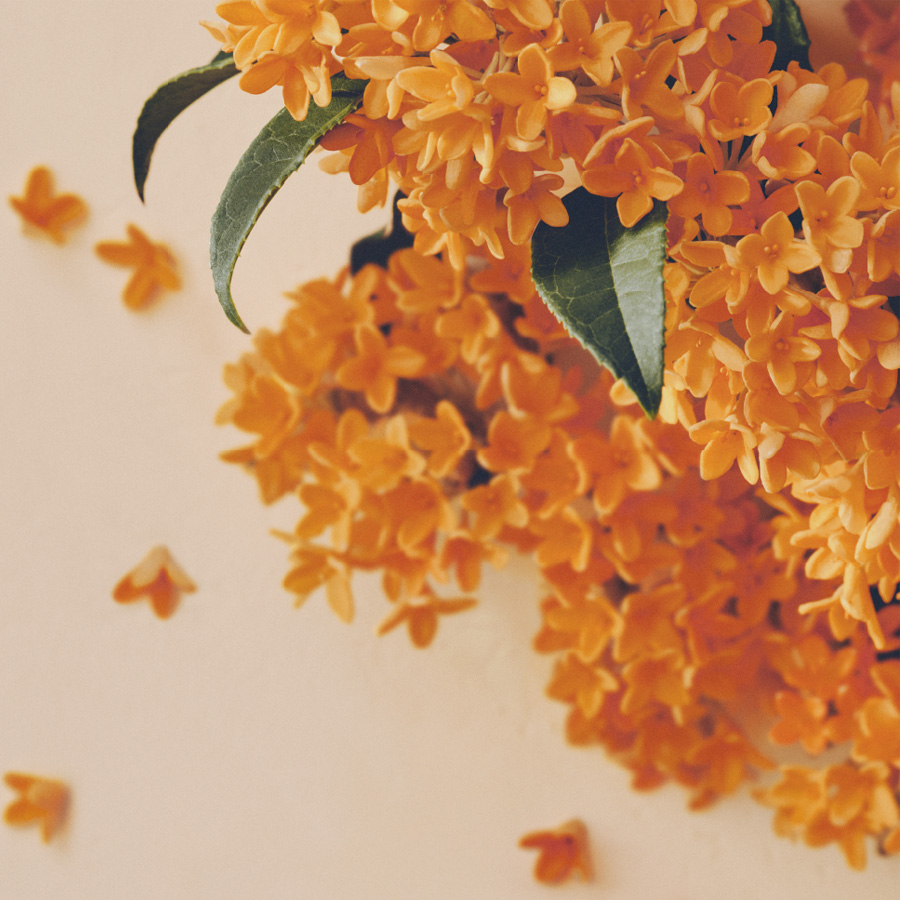 Sweet Osmanthus