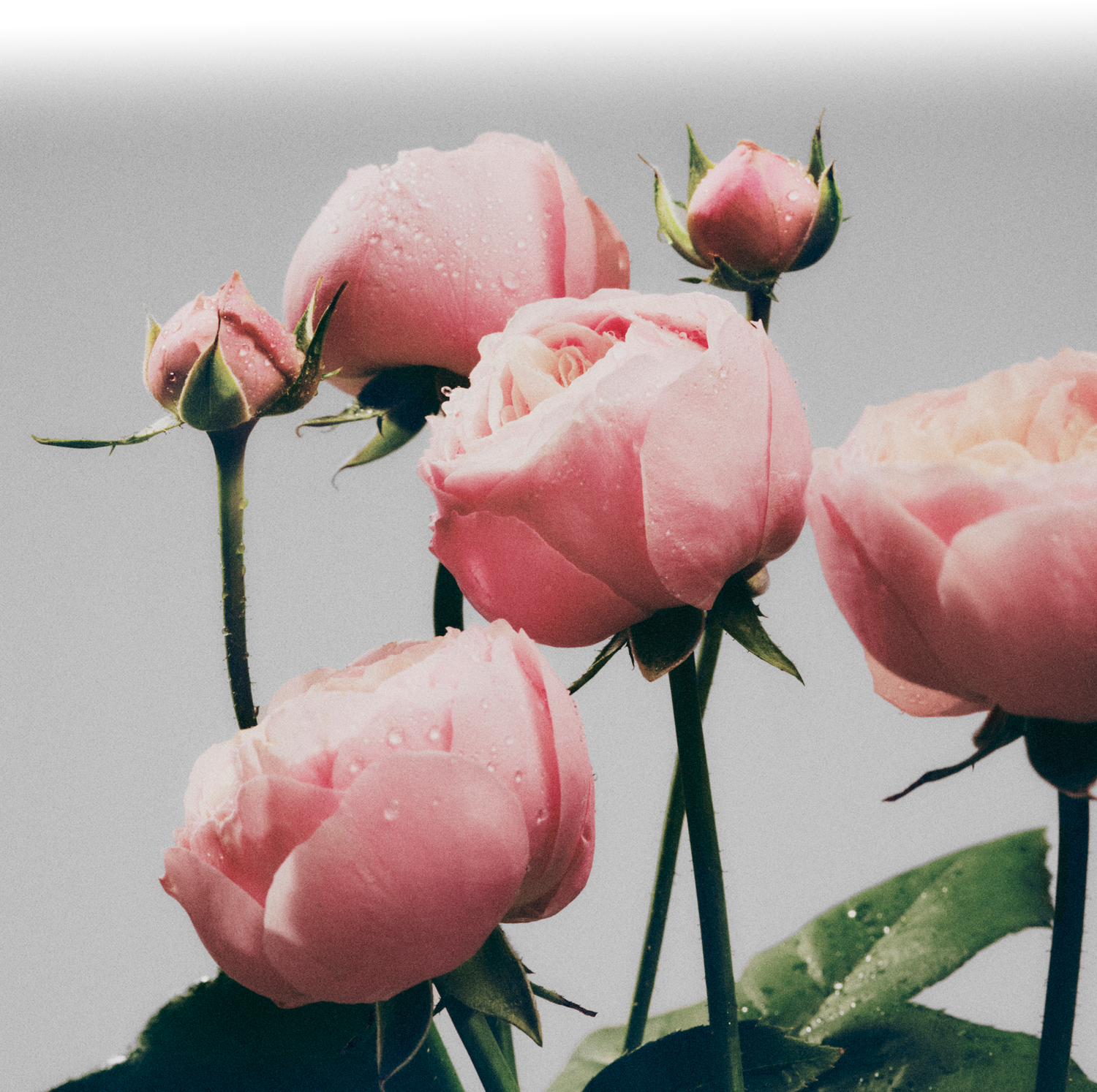 1月9日発売】Iconic Bloom 幸福感が花開く。シグネチャーフレグランス