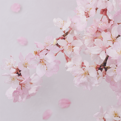 Cherry Blossom