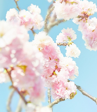 あなたへのおすすめ Cherry Blossom