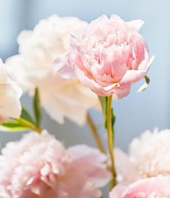 あなたへのおすすめ Fresh Peony