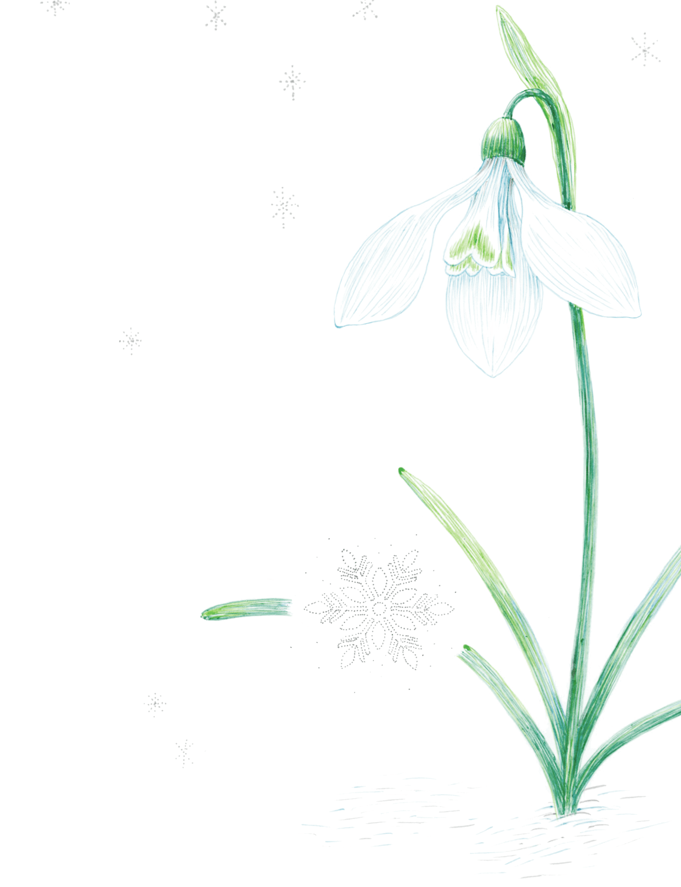 Fairy Tale Of Snowdrop ドイツに伝わる心やさしいスノードロップの物語