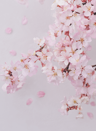 Cherry Blossom チェリーブロッサム 香り Flora Notis フローラノーティス Jill Stuart