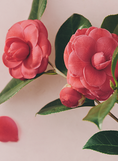 Rich Camellia リッチカメリア 香り Flora Notis フローラノーティス Jill Stuart