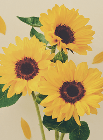 Bright Sunflower ブライトサンフラワー 香り Flora Notis フローラノーティス Jill Stuart Bright Sunflower ブライトサンフラワー 香り Flora Notis フローラノーティス Jill Stuart