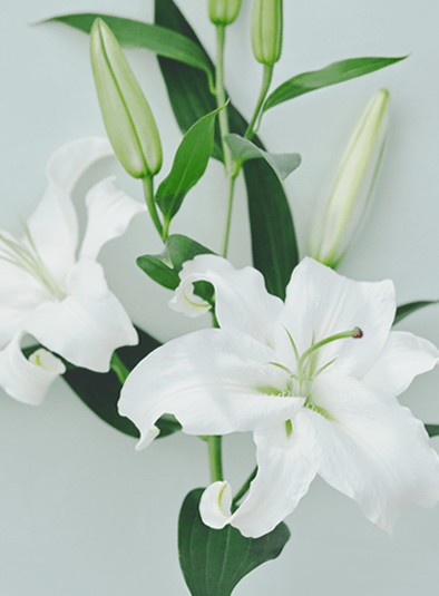 Muse Of Lily ミューズオブリリー 香り Flora Notis フローラノーティス Jill Stuart Muse Of Lily ミューズオブリリー 香り Flora Notis フローラノーティス Jill Stuart