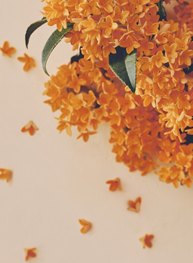Sweet Osmanthus スウィートオスマンサス 香り Flora Notis フローラノーティス Jill Stuart Sweet Osmanthus スウィートオスマンサス 香り Flora Notis フローラノーティス Jill Stuart
