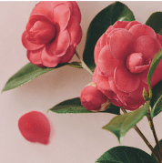 Muse of Lily（ミューズオブリリー）｜香り｜Flora Notis（フローラ