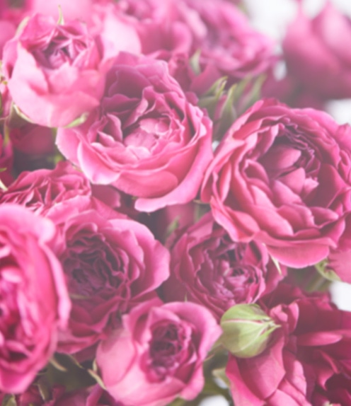 あなたへのおすすめ French Rose｜Discover