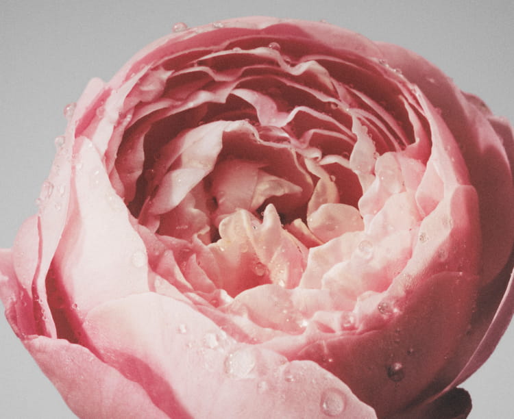 Flora Notis JILL STUART（フローラノーティス ジルスチュアート）