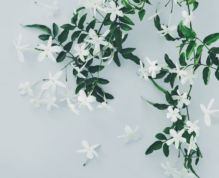 Flora Notis JILL STUART（フローラノーティス ジルスチュアート）